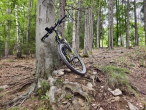 Mountain bike leaning against a tree with visible roots Styria Austria