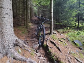 Mountain bike on a rooted forest path between tall trees Styria Austria