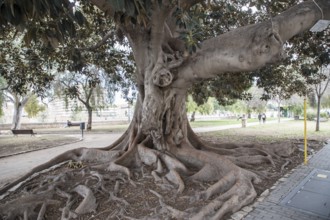 Rubber tree 'Ficus Macrophylla' by the road in Valencia
