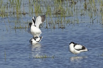 Avocet two birds mating in water standing on top of each other looking left, Lake Neusiedl,