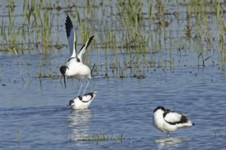 Avocet two birds mating in water standing on each other looking left, Lake Neusiedl, Burgenland,