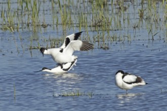 Avocet two birds mating in water standing on each other looking left, Lake Neusiedl, Burgenland,