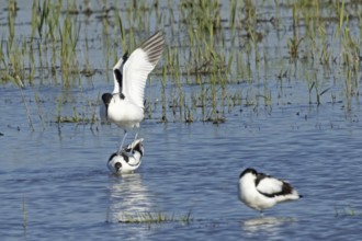 Avocet two birds mating in water standing on each other from the front, Lake Neusiedl, Burgenland,
