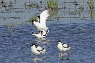 Avocet two birds mating standing in water looking left, Lake Neusiedl, Burgenland, Austria