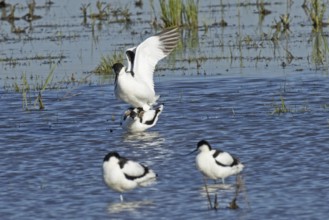 Avocet two birds mating standing in water looking left, Lake Neusiedl, Burgenland, Austria