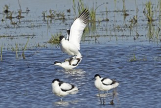 Avocet two birds mating standing in water looking left, Lake Neusiedl, Burgenland, Austria