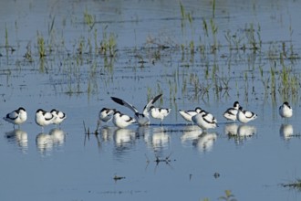 Avocet twelve birds standing next to each other in water looking differently, Lake Neusiedl,