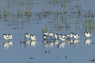 Avocet twelve birds standing next to each other in water looking differently, Lake Neusiedl,