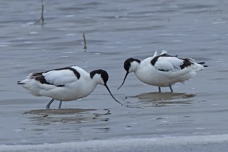 Avocet two birds standing in water facing each other, Lake Neusiedl, Burgenland, Austria