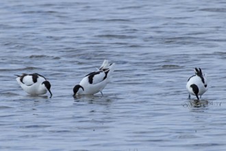 Avocet three birds standing in water looking differently, Lake Neusiedl, Burgenland, Austria
