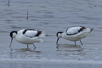 Avocet two birds standing next to each other in water looking down left, Lake Neusiedl, Burgenland,