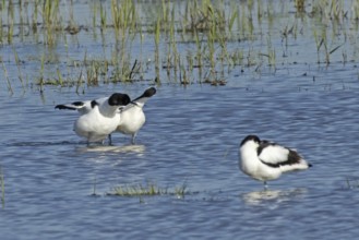 Avocet two birds mating standing in water and looking at each other, Lake Neusiedl, Burgenland,