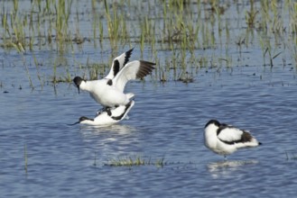 Avocet two birds mating in water standing on each other looking left, Lake Neusiedl, Burgenland,