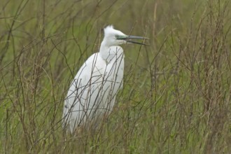 Little Egret with open beak standing in green meadow with brown stems looking right, Lake Neusiedl,