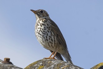 Song thrush standing on roof looking left in front of blue sky, Lake Neusiedl, Burgenland, Austria