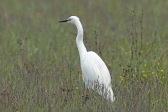 Little Egret standing in green meadow looking left, Lake Neusiedl, Burgenland, Austria