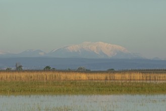 Snow covered mountain behind water surface with reeds in front of blue sky, Lake Neusiedl,