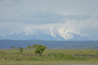 Snow covered mountain behind Weingarten in front of grey sky, Lake Neusiedl, Burgenland, Austria