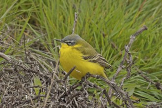 Yellow wagtail sitting on undergrowth looking left in front of green grass, Lake Neusiedl,