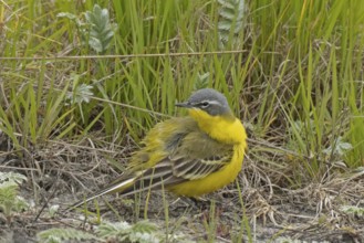 Yellow wagtail standing on the ground looking back left in front of green grass, Lake Neusiedl,