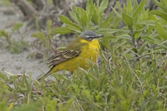 Yellow wagtail standing on ground looking right in front of green grass, Lake Neusiedl, Burgenland,