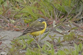 Yellow wagtail standing on ground looking right in front of green grass, Lake Neusiedl, Burgenland,