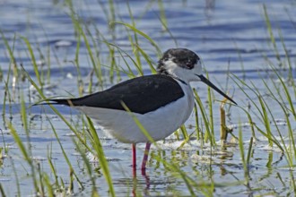 Common stilt standing in water with green plants looking right, Lake Neusiedl, Burgenland, Austria