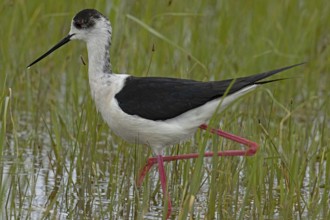 Common stilt walking in water with green plants looking left, Lake Neusiedl, Burgenland, Austria