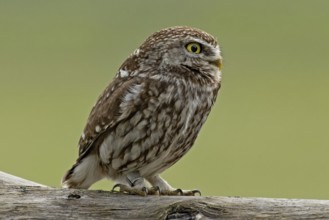 Little owl standing on tree trunk looking right, Lake Neusiedl, Burgenland, Austria