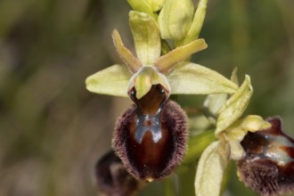 Fly orchid open brown flower, Lake Neusiedl, Burgenland, Austria