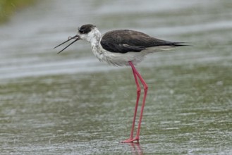 Common stilt with earthworm in open beak standing on rain-soaked road looking left, Lake Neusiedl,
