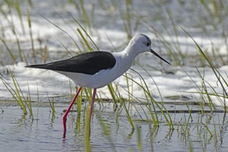 Common stilt standing in water with green plants looking right, Lake Neusiedl, Burgenland, Austria