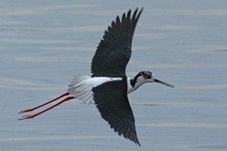 Common stilt with open wings flying over water looking right, Lake Neusiedl, Burgenland, Austria