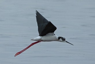 Common stilt with open wings flying over water looking right, Lake Neusiedl, Burgenland, Austria