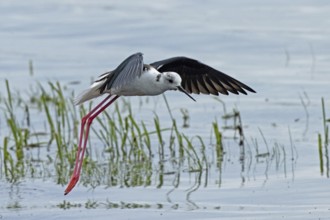 Common stilt with open wings flying over water with green plants looking right, Lake Neusiedl,