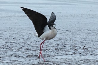Common stilt with open wings standing in water looking right, Lake Neusiedl, Burgenland, Austria