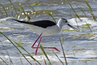 Common stilt with open beak walking in water looking right, Lake Neusiedl, Burgenland, Austria