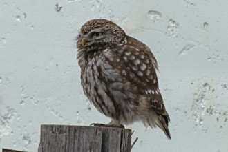 Little owl standing on a post in front of a white wall, looking left, Lake Neusiedl, Burgenland,