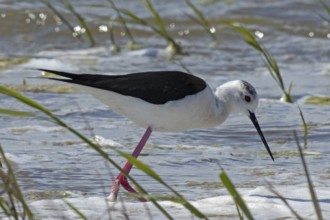 Common stilt standing in water looking down to the right, Lake Neusiedl, Burgenland, Austria