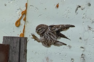 Little owl with open wings and outstretched feet flying to a post in front of a white wall, looking