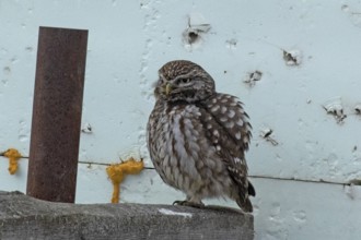 Little owl standing on a post in front of a white wall, looking left, Lake Neusiedl, Burgenland,
