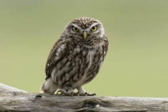 Little owl standing on a tree trunk looking from the front, Lake Neusiedl, Burgenland, Austria