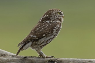 Little owl standing on tree trunk looking right, Lake Neusiedl, Burgenland, Austria
