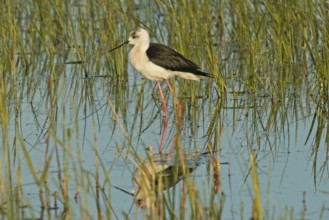 Common stilt with reflection in water with green plants standing looking left, Lake Neusiedl,