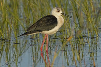 Common stilt with open beak standing in water with green plants looking right, Lake Neusiedl,