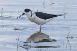 Common stilt with food in open beak and reflection standing in water looking left, Lake Neusiedl,