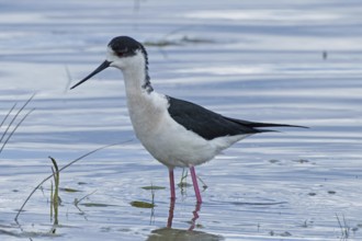 Common stilt standing in water looking left, Lake Neusiedl, Burgenland, Austria