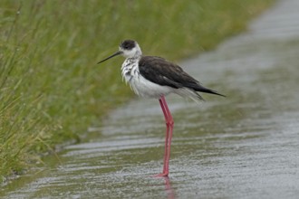 Common stilt walking on a rain-wet road standing on the left looking left, Lake Neusiedl,