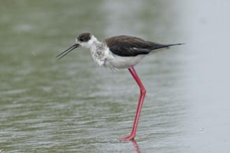 Common stilt with open beak standing on a rain-wet road looking left, Lake Neusiedl, Burgenland,