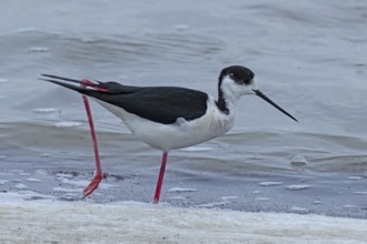 Common stilt walking in water looking right, Lake Neusiedl, Burgenland, Austria